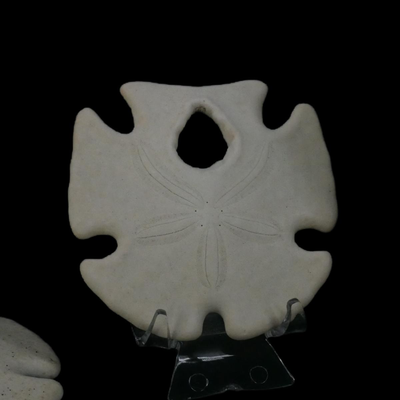 Assorted Natural Sand Dollars and Sea Buscuit