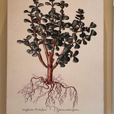 Three Vintage Tree Specimen Canvas Wrap Pictures