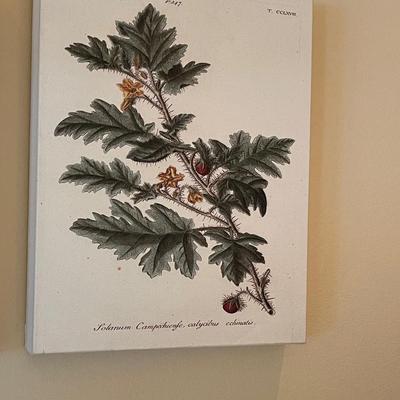 Three Vintage Tree Specimen Canvas Wrap Pictures