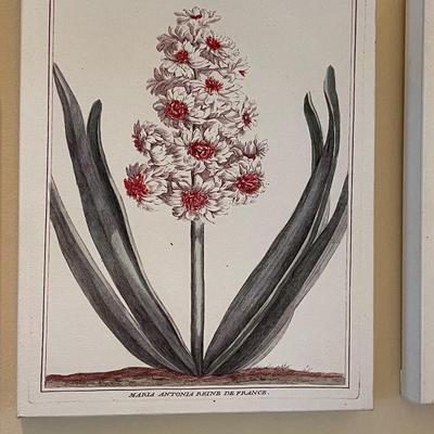 Three Vintage Tree Specimen Canvas Wrap Pictures