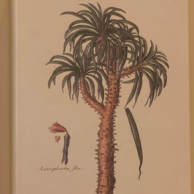 Three Vintage Tree Specimen Canvas Wrap Pictures