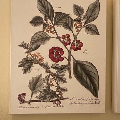 Three Vintage Tree Specimen Canvas Wrap Pictures