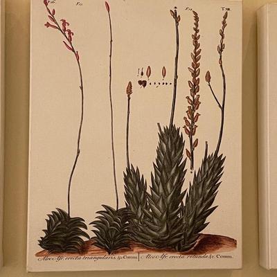 Three Vintage Tree Specimen Canvas Wrap Pictures
