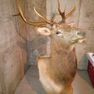 LARGE TAXIDERY MOUNTED ELK HEAD