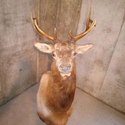 LARGE TAXIDERY MOUNTED ELK HEAD
