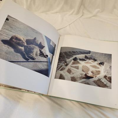 Cat Lover's Gift Lot: Cats in the Sun Coffee Table Book, Cat shaped clear bottle, Loving cats figurine, Cats do it better paperback