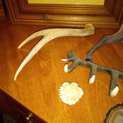 2 INDIAN PICTURES, ANTLERS, MOOSE KEY HOLDER, 2 BEAR CLAWS