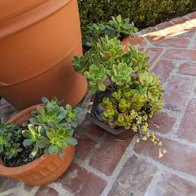 Small Succulent Pots 