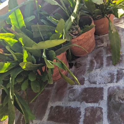Cactus Potted Plants 
