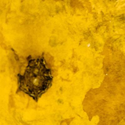 Beautiful Gourd with Leaf Design