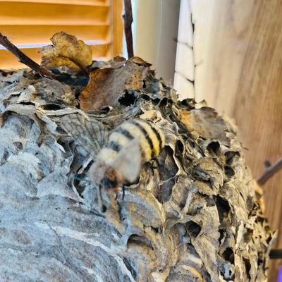 Yellow Jacket Wasp nest on Branch