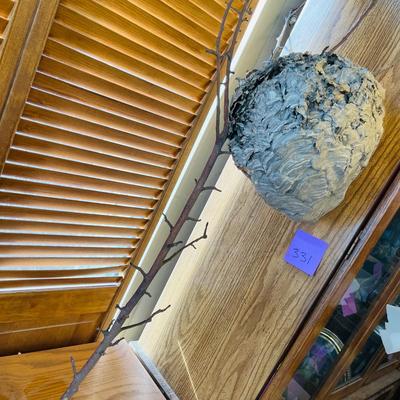 Yellow Jacket Wasp nest on Branch