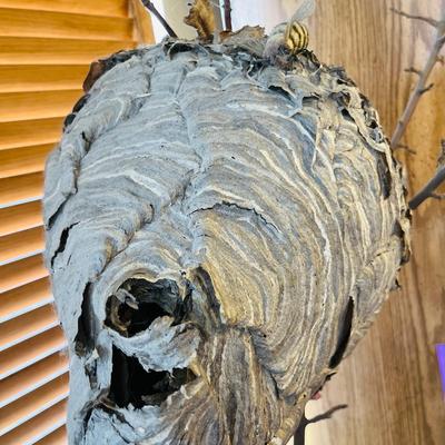 Yellow Jacket Wasp nest on Branch