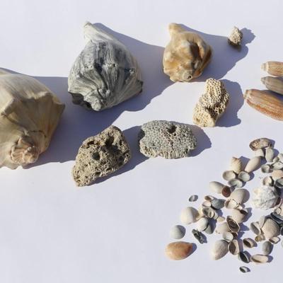 Seashells & Conch Shells Collection from North Carolina