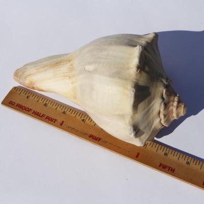 Seashells & Conch Shells Collection from North Carolina