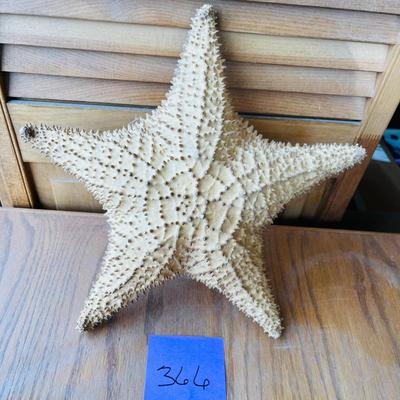 Large Star Fish