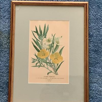 Lot 8539. Pair of Botanical Prints -