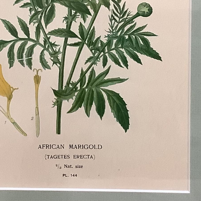 Lot 8539. Pair of Botanical Prints -