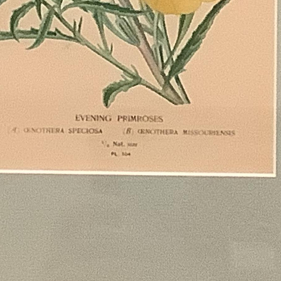 Lot 8539. Pair of Botanical Prints -
