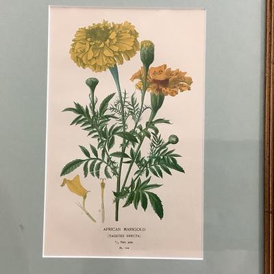 Lot 8539. Pair of Botanical Prints -