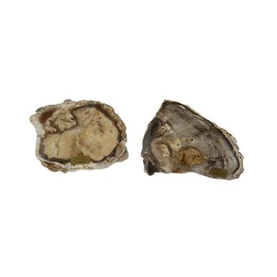 Petrified Sequoia and Cypress