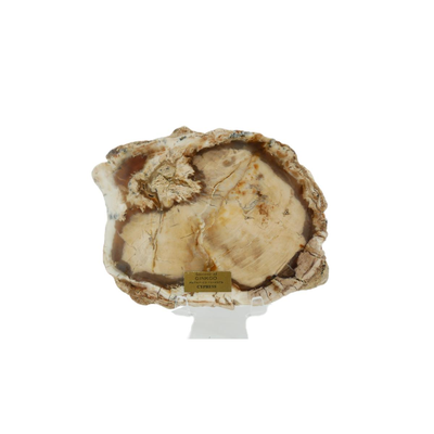 Petrified Sequoia and Cypress