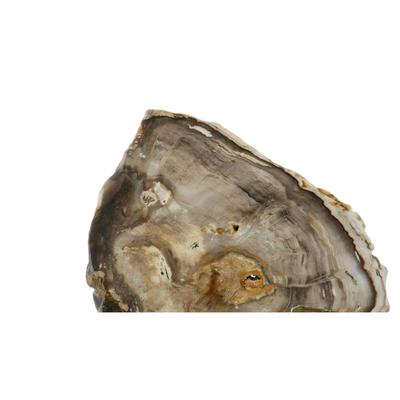 Petrified Sequoia and Cypress