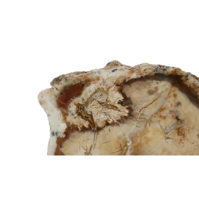 Petrified Sequoia and Cypress