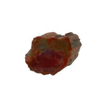 Petrified Wood Fossils