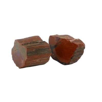Petrified Wood Fossils