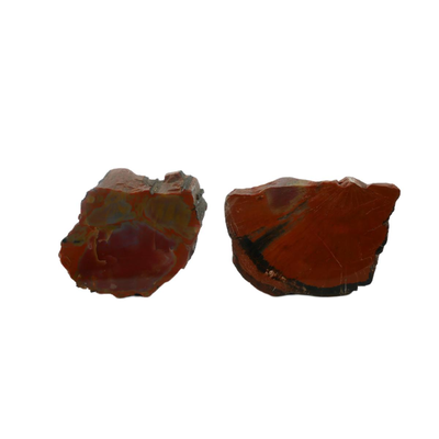 Petrified Wood Fossils