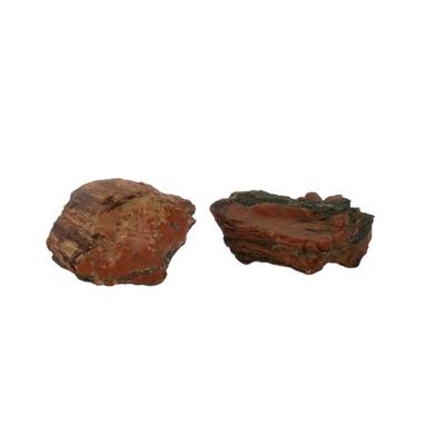 Petrified Wood Fossils