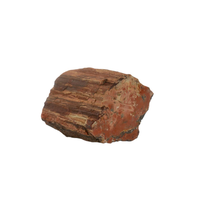 Petrified Wood Fossils