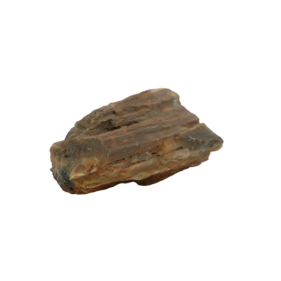 Petrified Wood Fossils