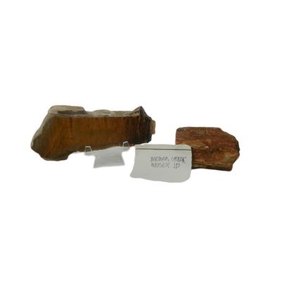 Petrified Wood Fossils