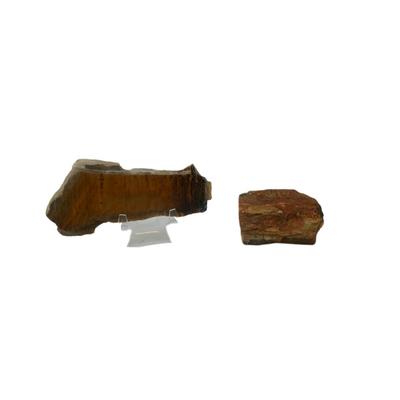 Petrified Wood Fossils