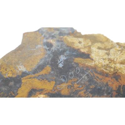 Colorado Petrified Wood Fossil