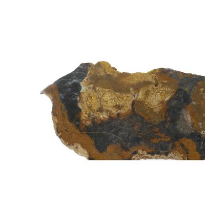 Colorado Petrified Wood Fossil
