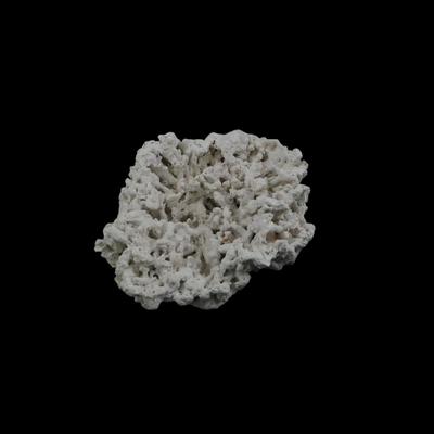 Assorted Coral Specimens
