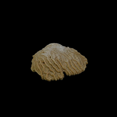 Assorted Coral Specimens