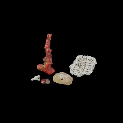 Assorted Coral Specimens
