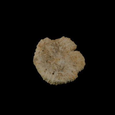 Assorted Coral Specimens