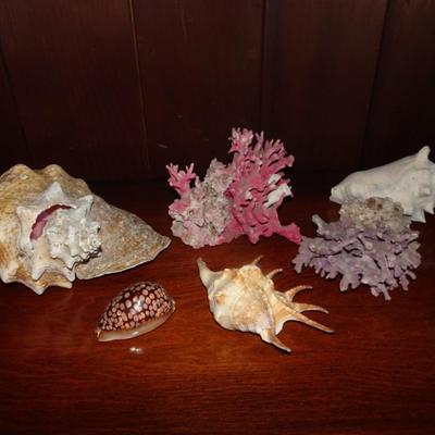 LOT 148. SHELL COLLECTION