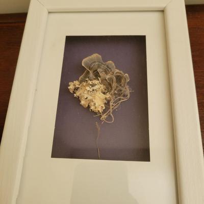 Trio of Framed Nature Art Pieces (UB1-DW)