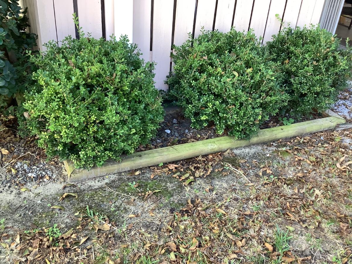 13 shrubs in back yard come sale dates to purchase13 shrubs in back