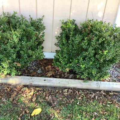 13 shrubs in back yard - come sale dates to purchase13 shrubs in back yard - come sale dates to purchase or ask for an invoice
