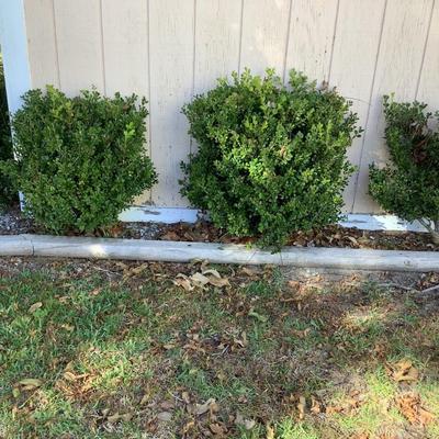 13 shrubs in back yard - come sale dates to purchase13 shrubs in back yard - come sale dates to purchase or ask for an invoice