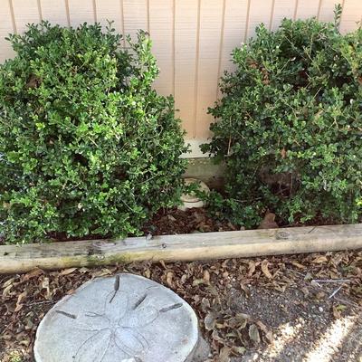 11 shrubs back yard  - come sale dates to purchase or ask for an invoice
