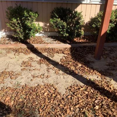 11 shrubs back yard  - come sale dates to purchase or ask for an invoice