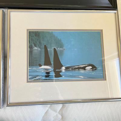 Whale Prints